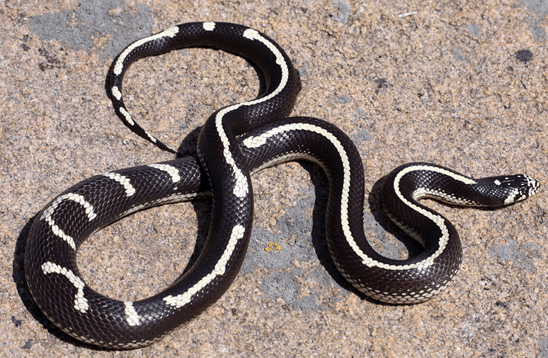 Kingsnake