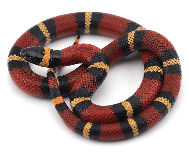 Milk Snake