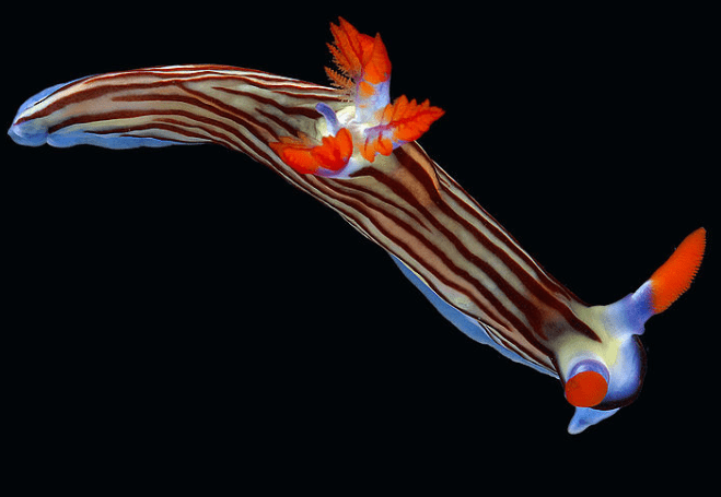 Nembrotha aurea