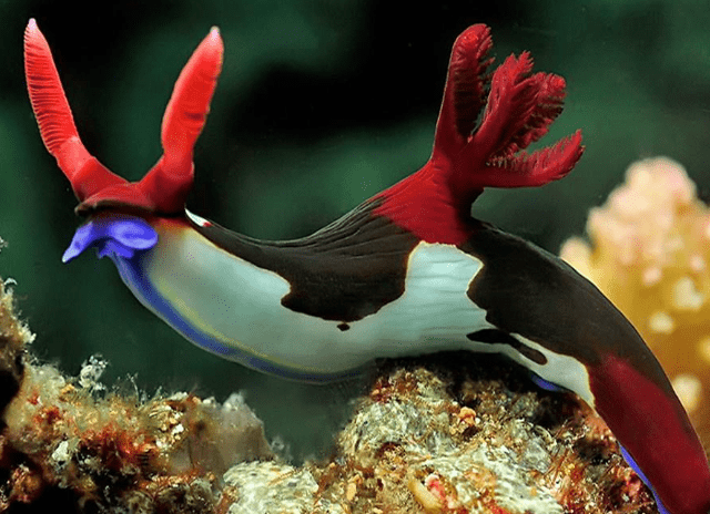 Sea Slugs