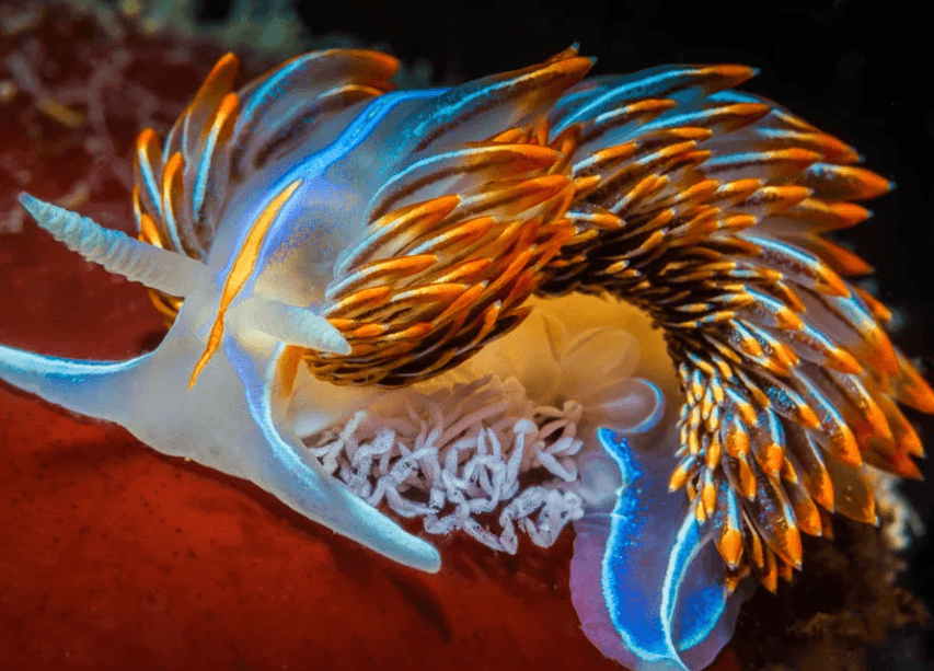 Opalescent Sea Slug
