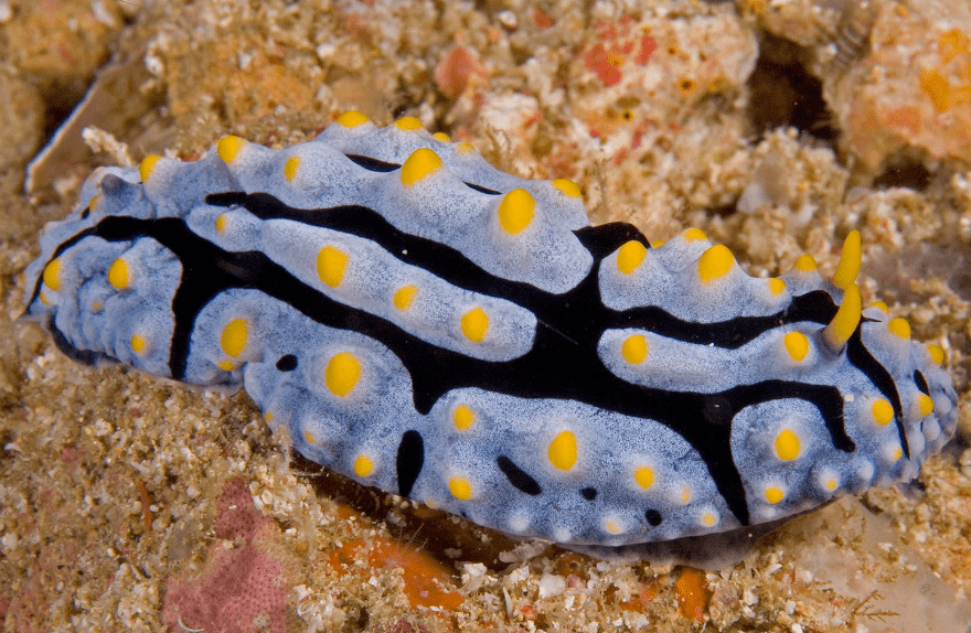 Phyllidia varicosa