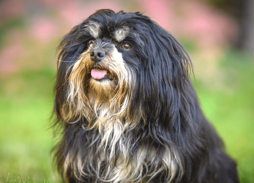 Portuguese Sheepdog