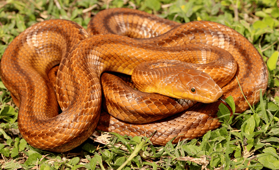 Rat Snake