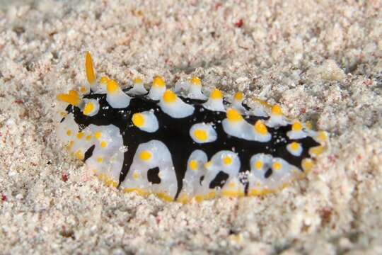 Ruppell's Warty Slug