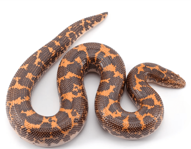 Sand Boa