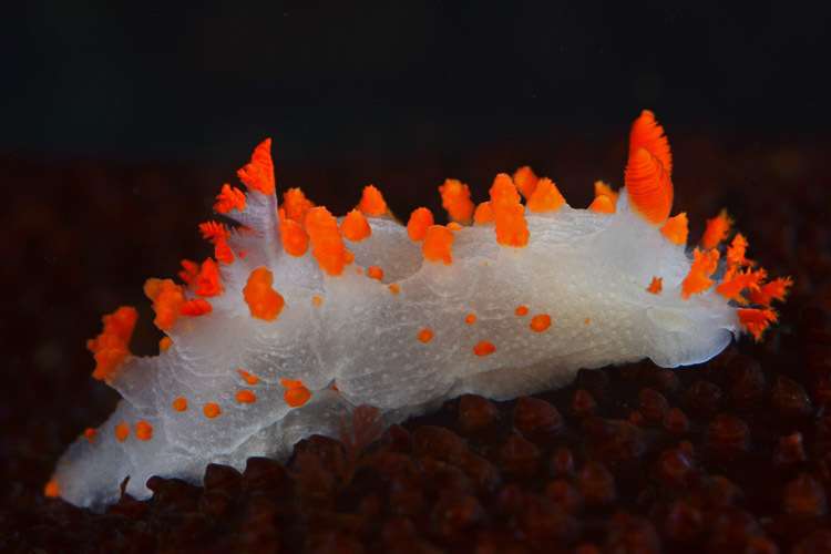Sea Clown Triopha