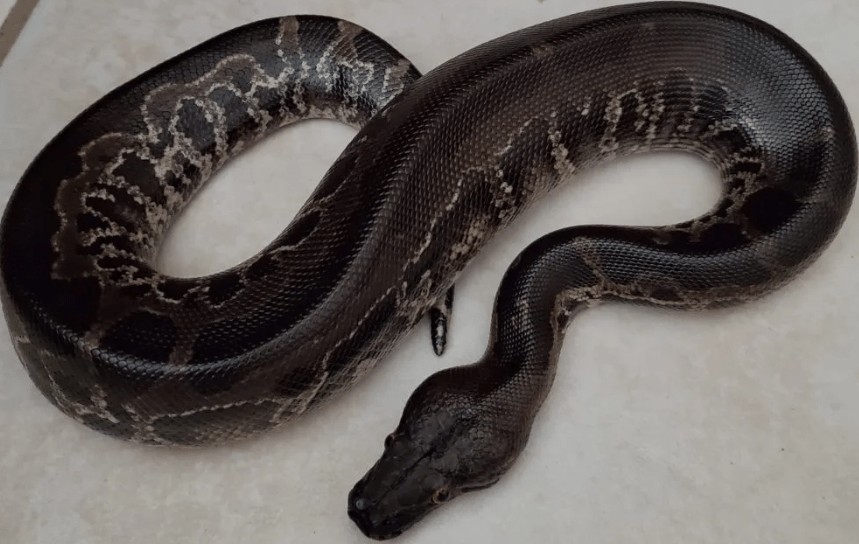 Snakes