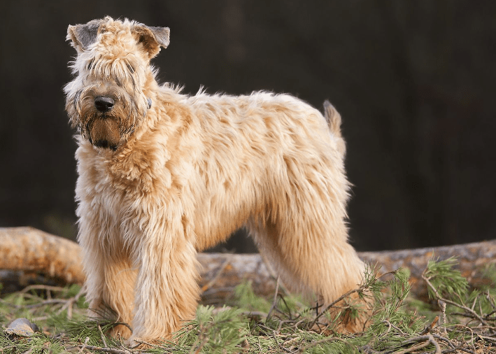Soft Coated Wheaten Terrier