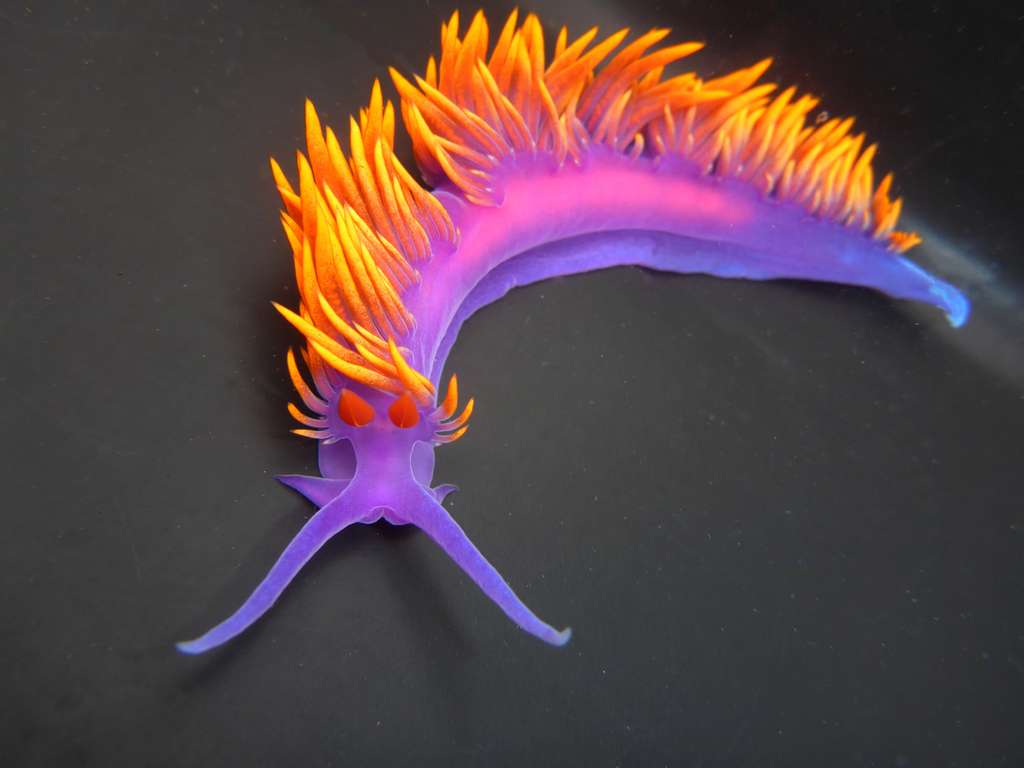 Spanish Shawl