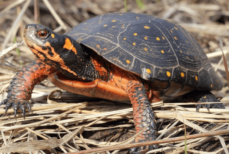 Turtles