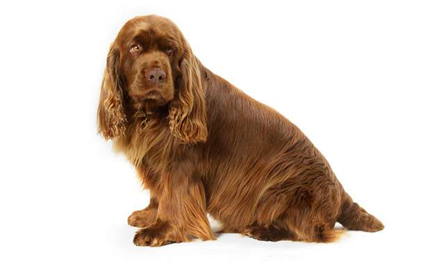 Sussex Spaniel