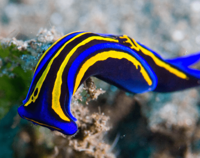 Swallowtail Headshield Slug