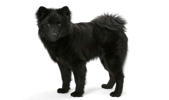 Swedish Lapphund