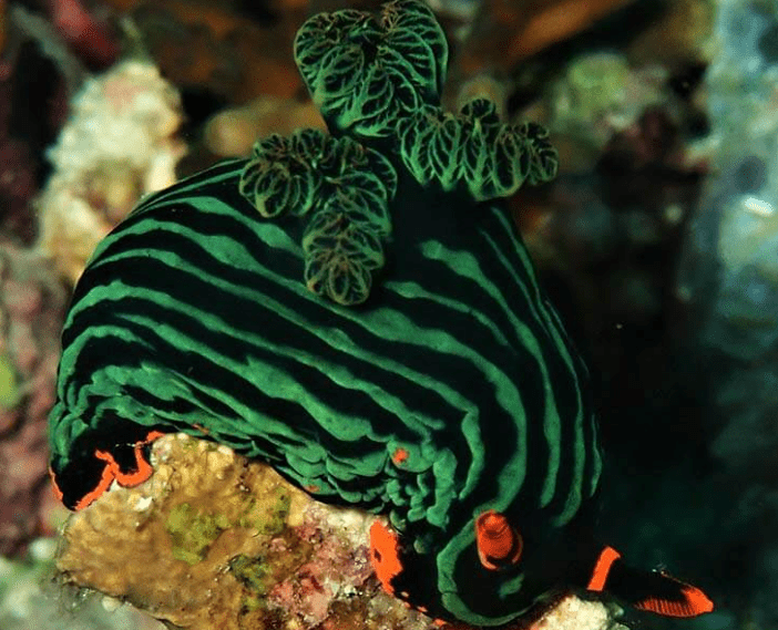 Variable Neon Slug