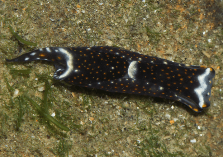 White-Speckled Headshield Slug