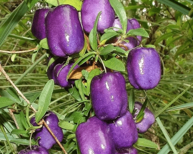 Appleberry