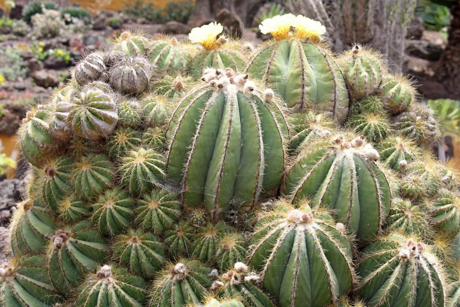Ball Cactus