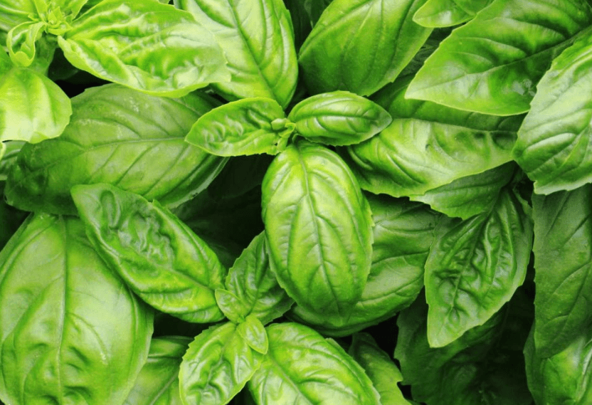 Basil