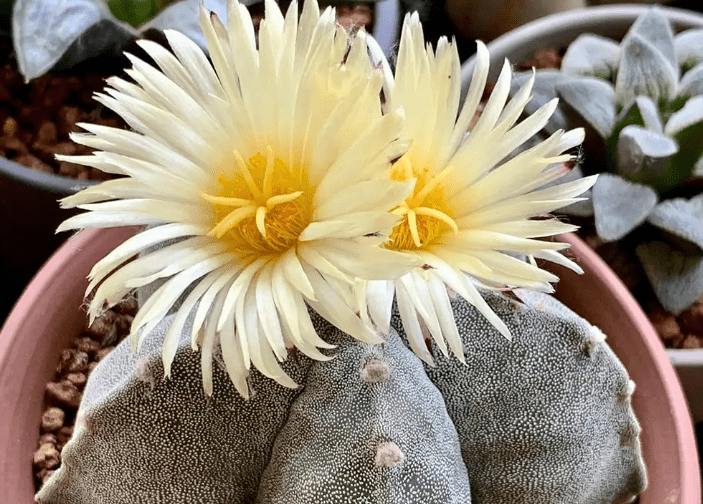 Bishop's Cap Cactus