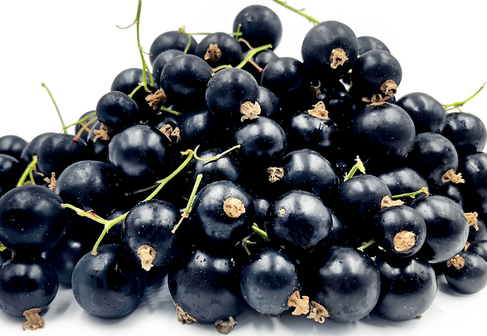 Black Currant