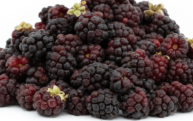 Boysenberry