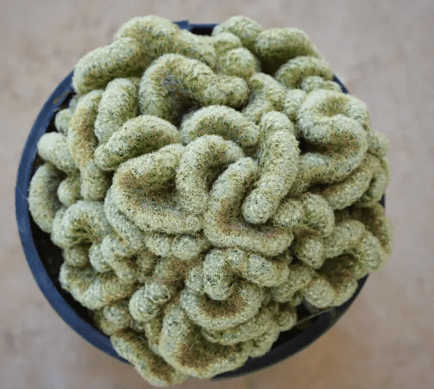 Plants