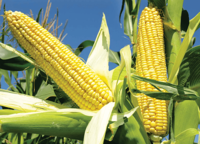 Corn