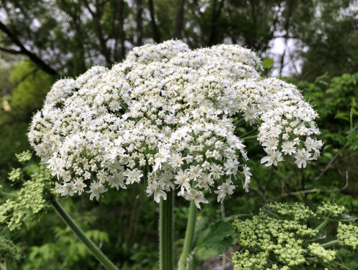 Cow Parsnip