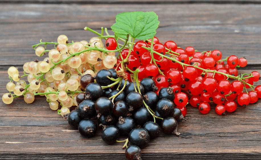 Currant