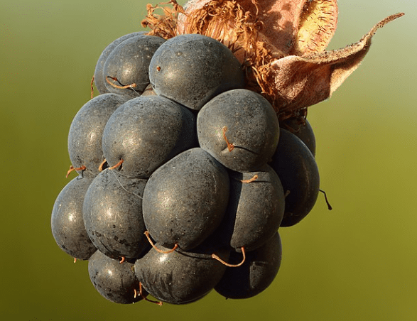 Dewberry