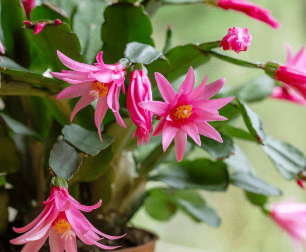Easter Cactus