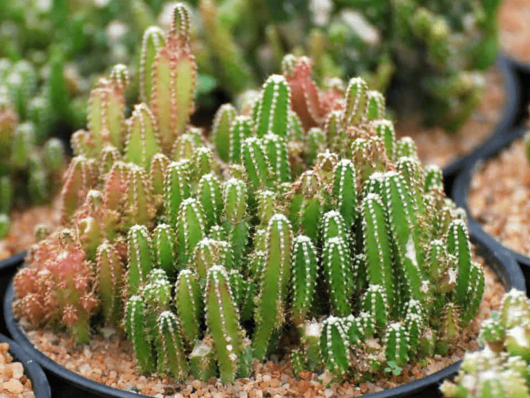 Fairy Castle Cactus