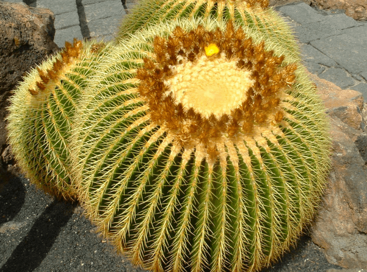 Golden Barrel Cactus