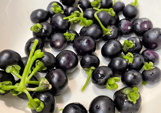 Huckleberry