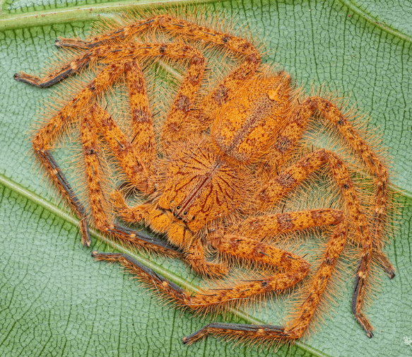Spiders