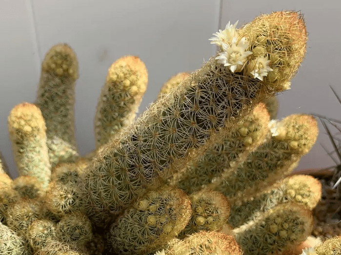 Ladyfinger Cactus