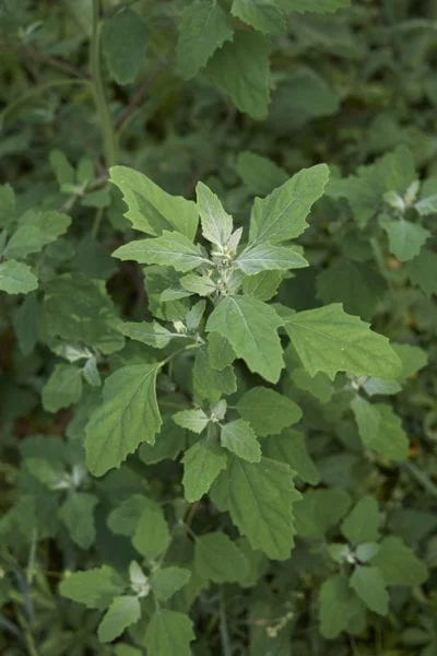 Lamb's Quarters