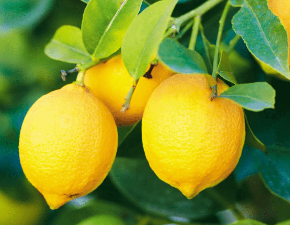 Lemon