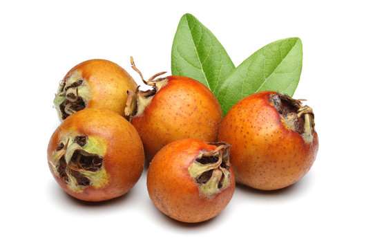 Medlar