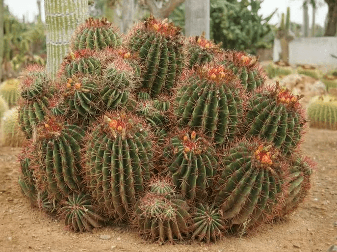Mexican Fire Barrel Cactus