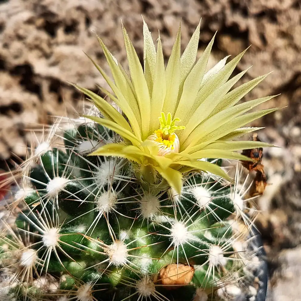 Missouri Foxtail Cactus