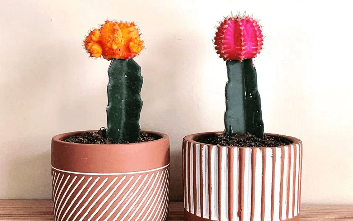 Moon Cactus