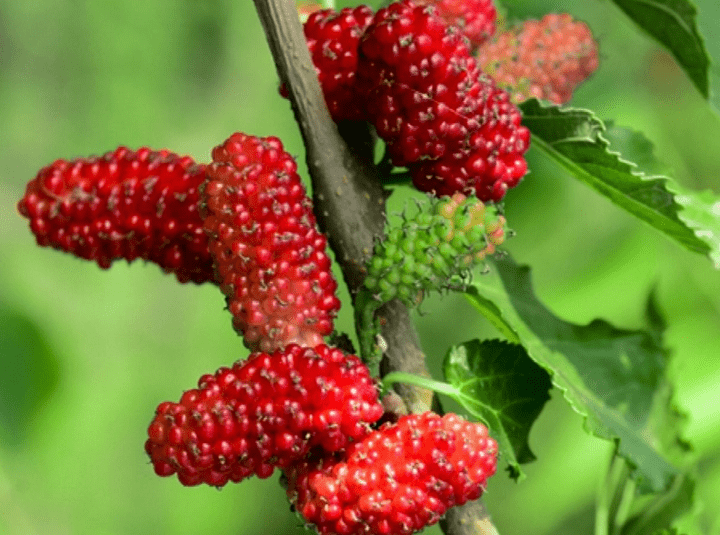 Mulberry