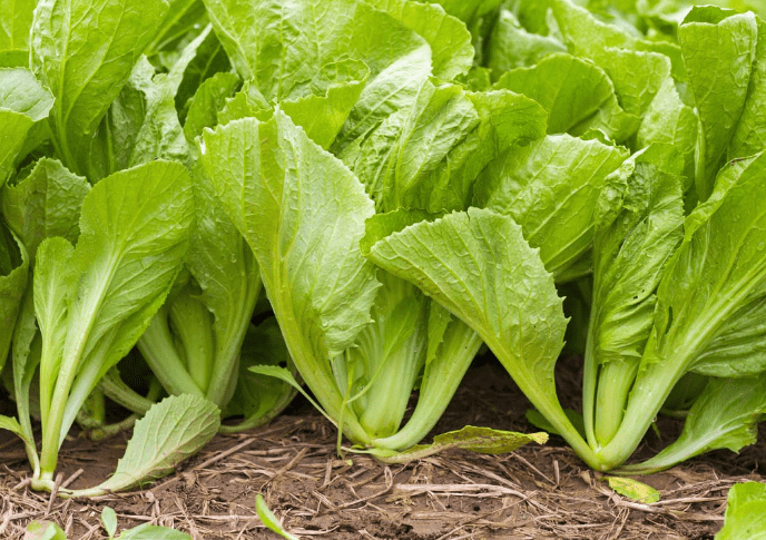 Mustard Greens