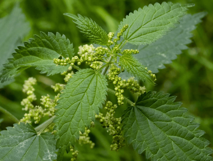 Nettles