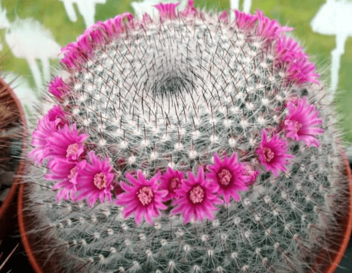Old Lady Cactus