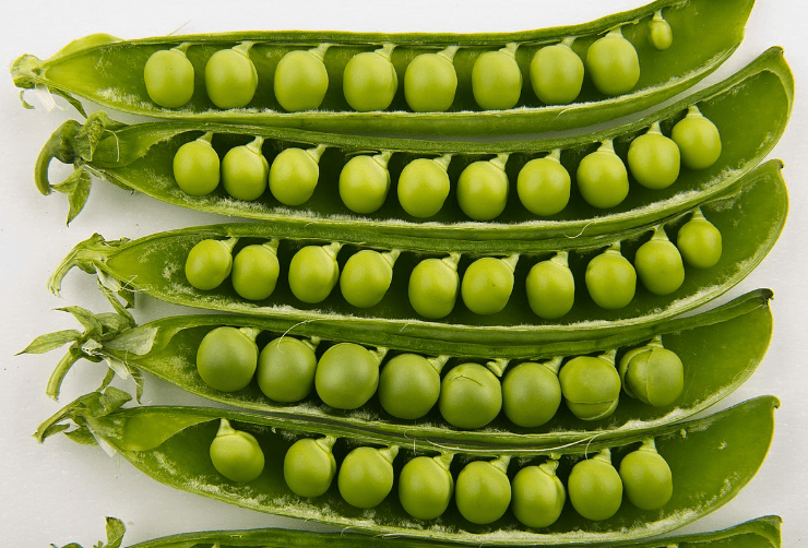 Pea
