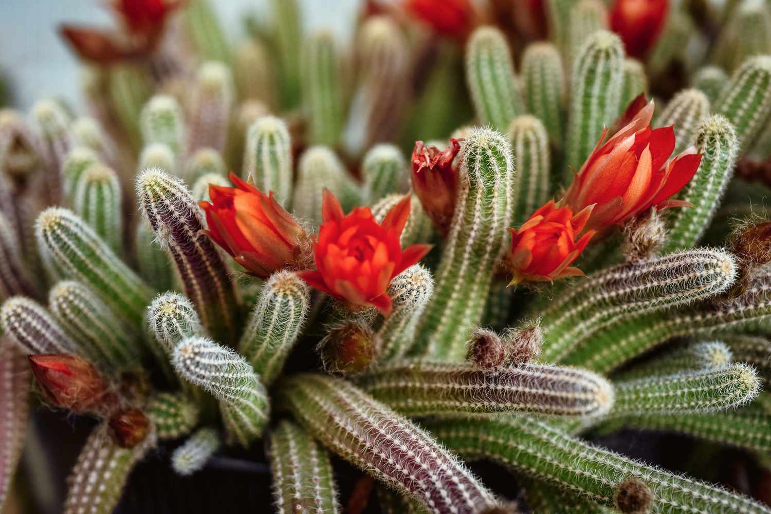 Peanut Cactus