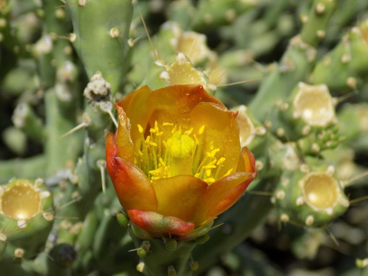 Pencil Cholla